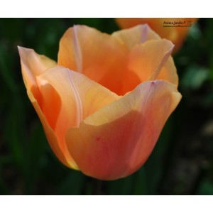 Tulipe Apricot Beauty, bulbes calibre 11+, simple hâtive, achat/vente