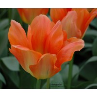 Tulipe Orange Emperor, bulbes calibre 12+, Fosteriana hâtive, achat/vente