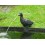 Cygne, cracheur d'eau, décoration bassin, Ubbink, achat, pas cher