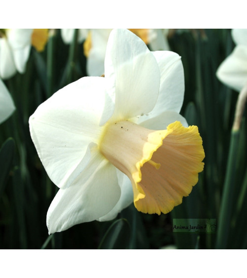 Narcisse Salomé, jaune 2 teintes, bulbe calibre 11, pas cher, achat