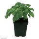 Basilic Grand vert PAC, aromatique, plante condimentaire, pot 1L, achat, pas cher