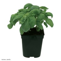 Basilic Grand vert PAC, aromatique, plante condimentaire, pot 1L, achat, pas cher
