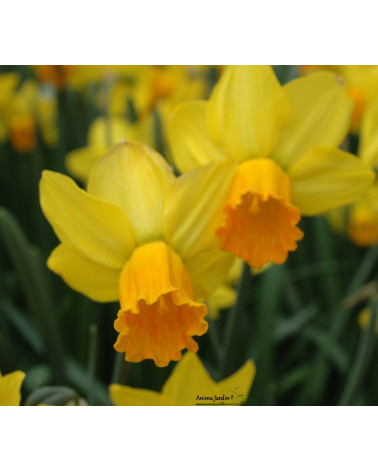 Narcisse Jetfire, jaune et orange, bulbe calibre 12+ pas cher, achat