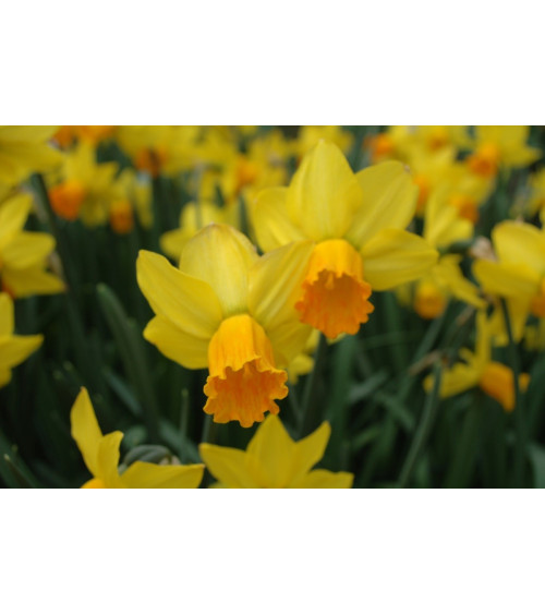 Narcisse Jetfire, jaune et orange, bulbe calibre 12+, pas cher, achat