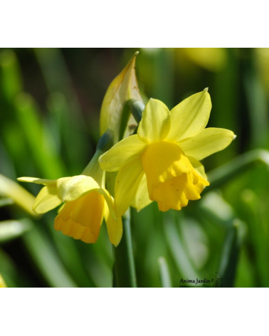 Narcisse tête à tête, jaune, bulbe calibre 12+, pas cher, achat