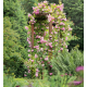 Pergola en bois, Violette, H.228,5 cm, plante grimpante, Jardipolys, achat, pas cher
