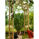 Pergola en bois, Passiflore, H.214,5 cm, plante grimpante, Jardipolys, achat, pas cher