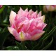 Tulipe, bulbes à fleurs