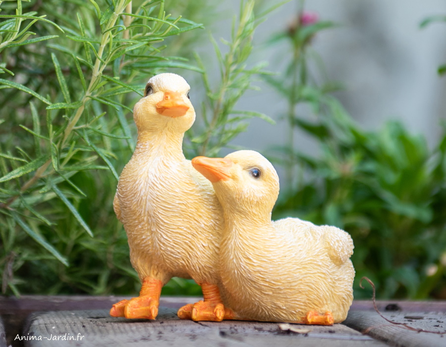 https://www.anima-jardin.fr/img/cms/11153038%20-%20Small%20Duck%20Duo2.jpg