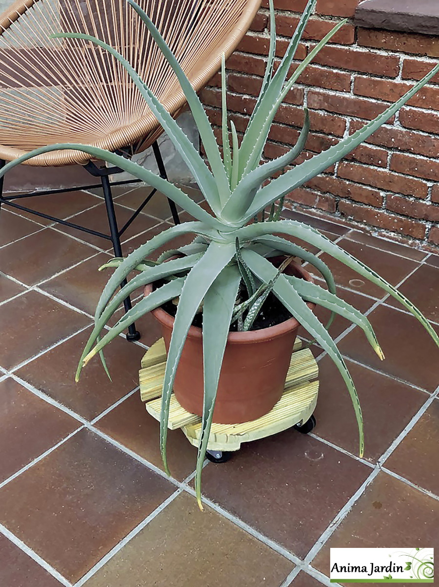 Support à roulette pour plante, Flora roll autoclave, nortene, Anima Jardin.fr