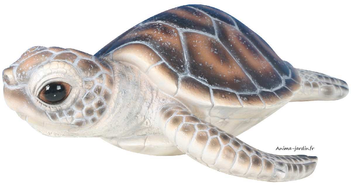 Bébé-tortue-marine-anima-jardin