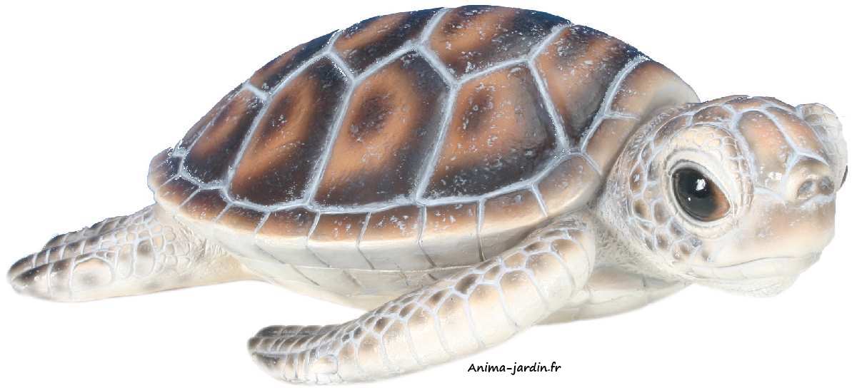 Bébé-tortue-marine-anima-jardin-2