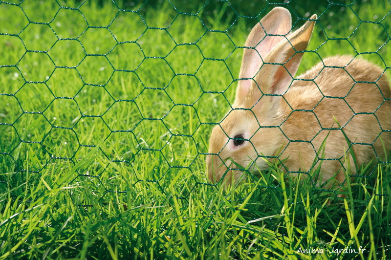 grillage-hexagonal-plastifiee-vert-ideal-garden-netlon-achat-pas-cher-anima-jardin.fr