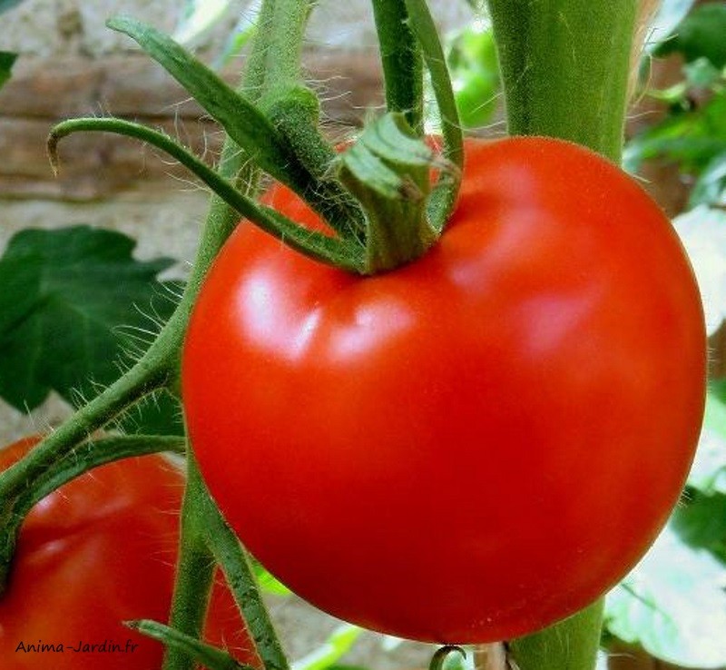 Plant de tomates-tomate Saint Pierre-pot de 0,5 L-potager-culture-achat-pas cher-Anima-Jardin.fr