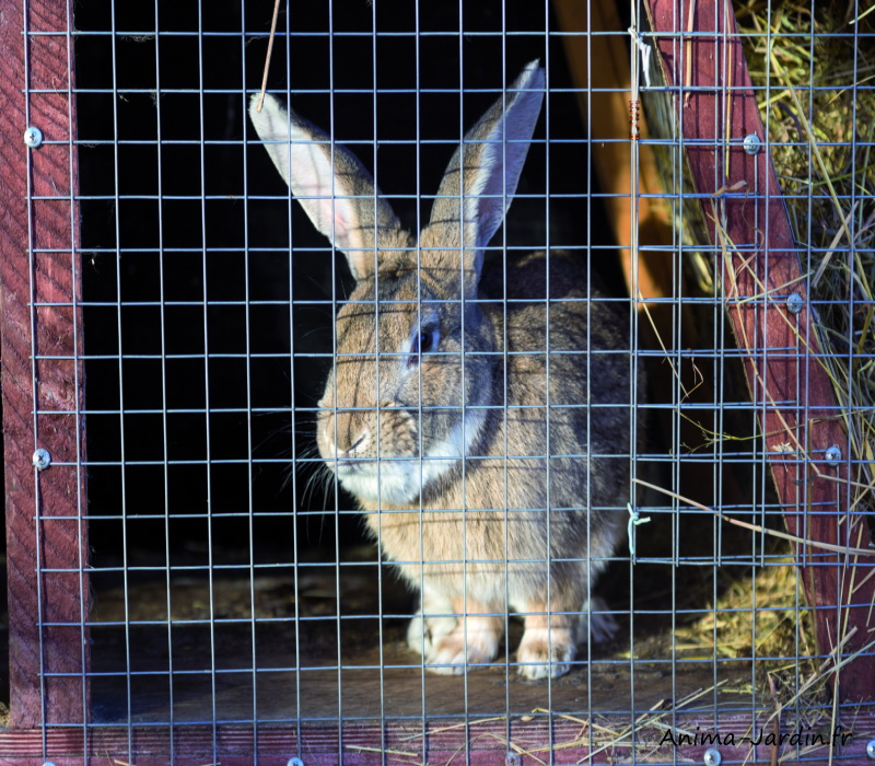 grillage-galvanise-ideal-garden-netlon-achat-pas-cher-anima-jardin.fr