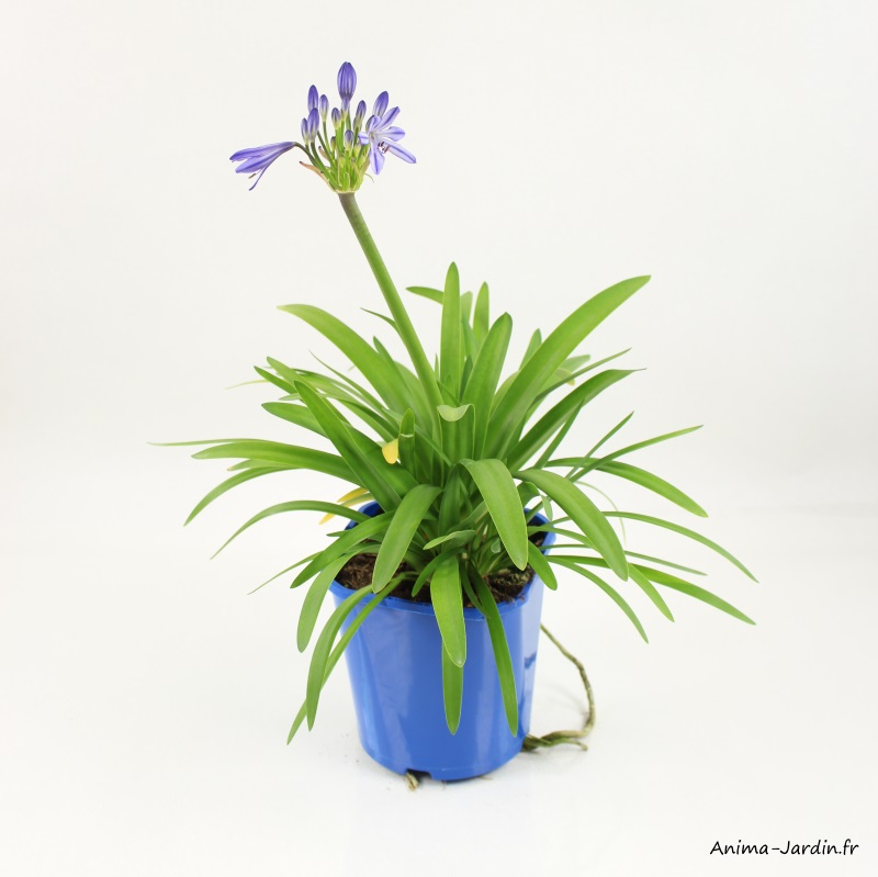 Agapanthe-pot de 2L-vivace-plantation-massif-achat-pas cher-Anima-Jardin.fr