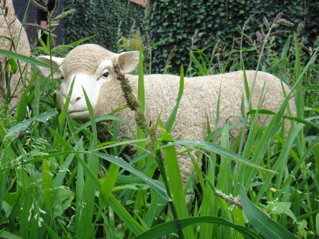 agneau-mouton-brebis-animal-resine-deco-jardin-anima-jardin.fr