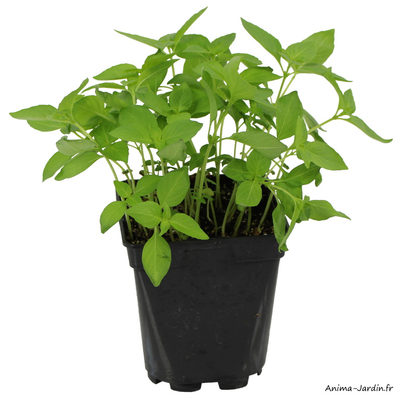 Basilic citron-aromatique-plante condimentaire-pot 1L-achat-pas cher-Anima-Jardin.fr