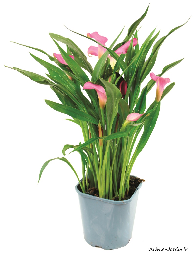 Calla-pot de 2L-vivace-plantation-massif-achat-pas cher-Anima-Jardin.fr