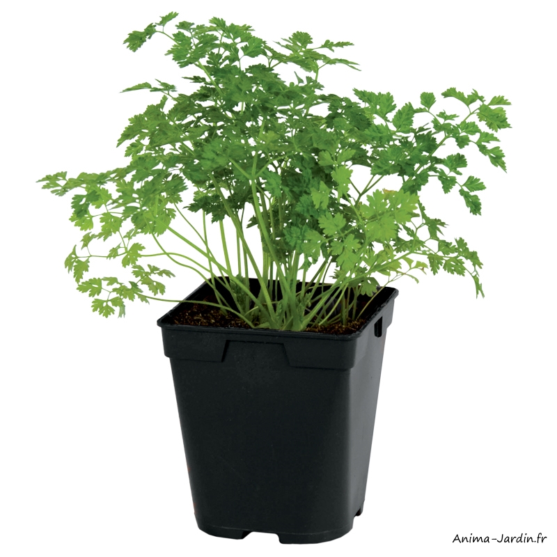 Cerfeuil-Aromatique-plante condimentaire-pot 1L-achat-pas cher-Anima-Jardin.fr