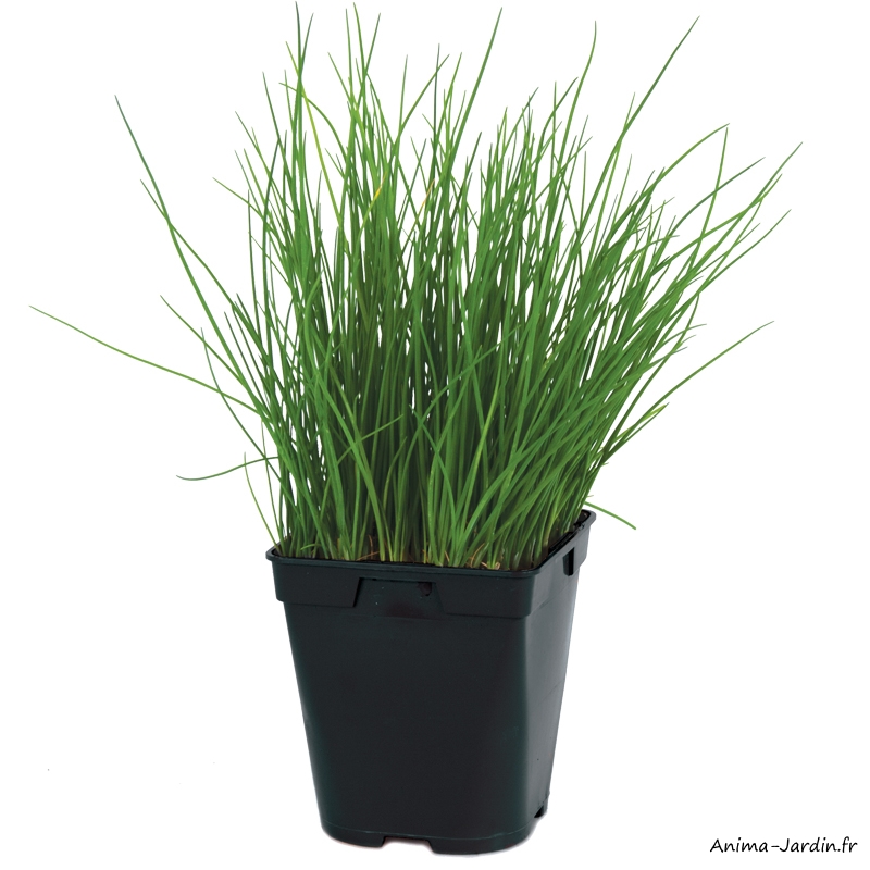 Ciboulette-aromatique-plante condimentaire-pot 1L-achat-pas cher-Anima-Jardin.fr