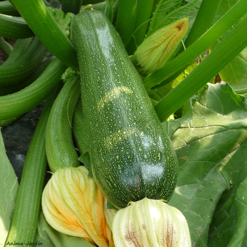 Courgette Astia F1, plants potager, pot de 0.5L, potager, culture, achat, pas cher