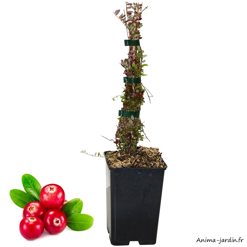 Cranberry-arbuste à petits fruits-fruitiers-pot 1,3 L-achat-pas cher-Anima-Jardin.fr