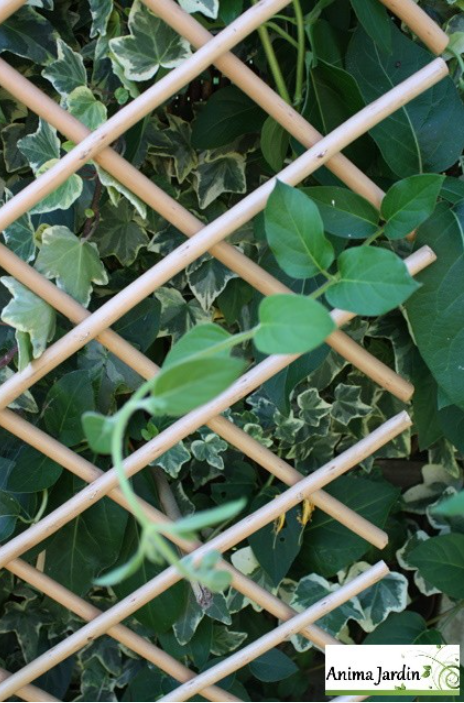 Treillis en osier naturel extensibles, Ideal Garden