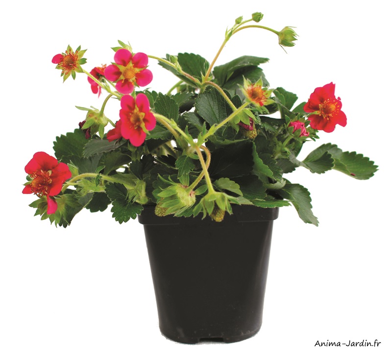 Fraisier remontant tristant-plant potager-pot de 0,5L-potager-achat-pas cher-Anima-Jardin.fr