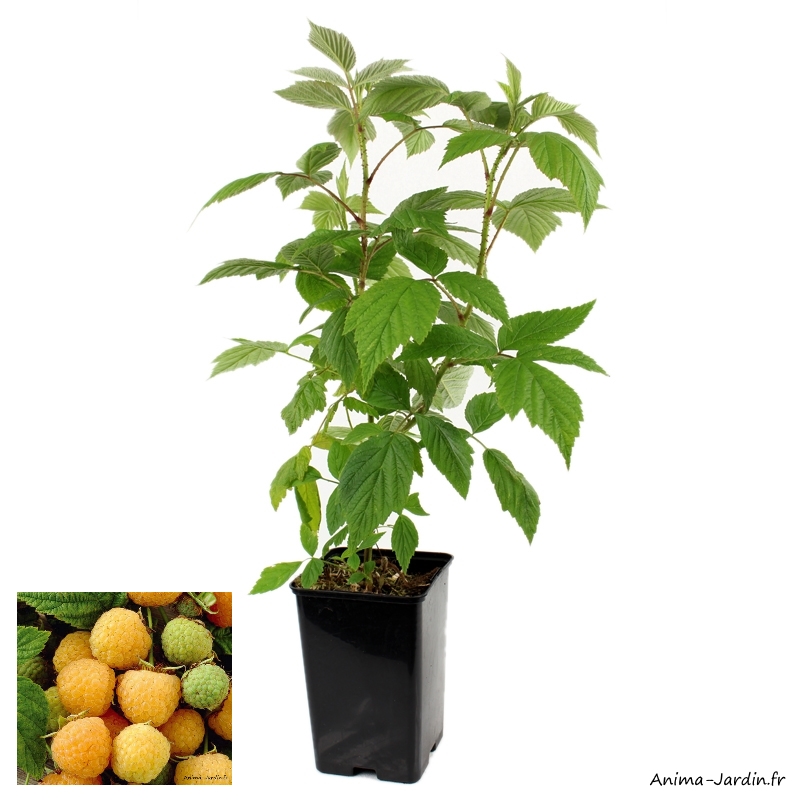 Framboisier remontant Fallgold-arbuste à petits fruits-pot 1,3 L-achat-pas cher-Anima-Jardin.fr