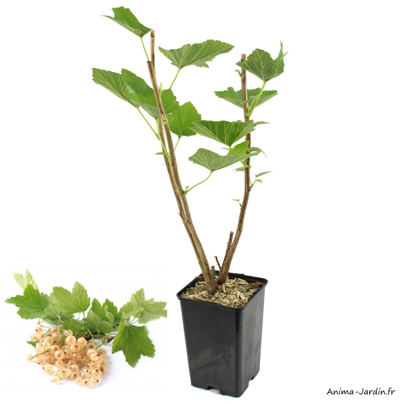 Groseillier grappe Blanka-baies blanches-arbustes à petits fruits-pot 1,3L-plantes d'extérieures-achat-pas cher-Anima-Jardin.fr