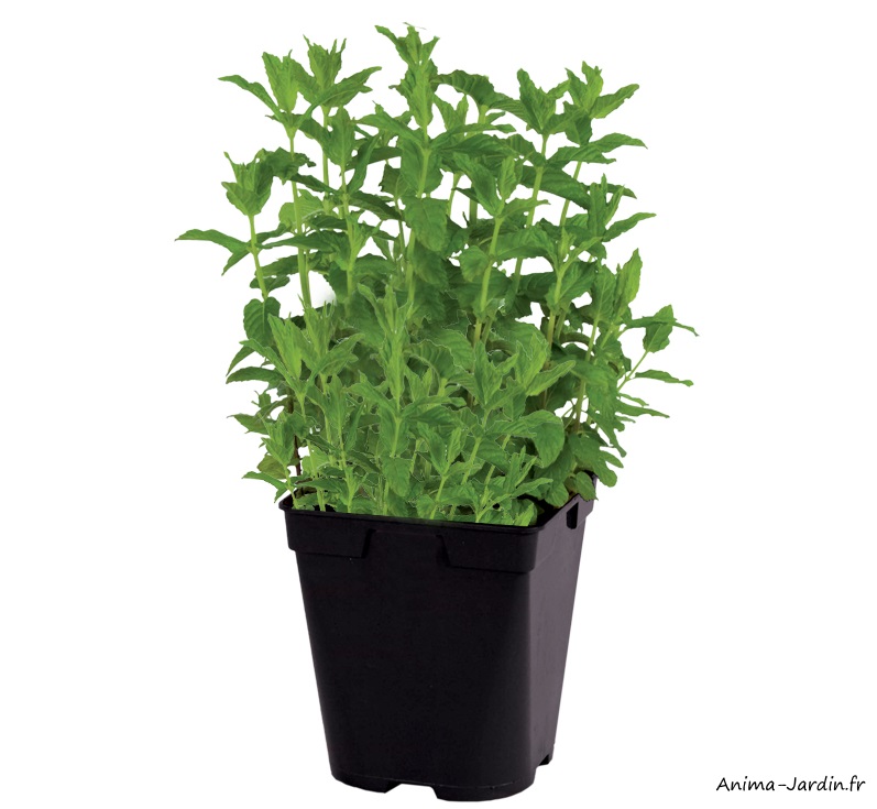 Menthe verte-aromatique-plante condimentaire-pot de 1L-achat-pas cher-Anima-Jardin.fr