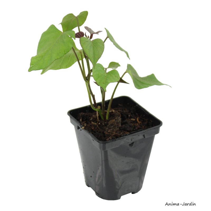 Patate Douce Beauregard, plants potager, pot de 0.5L, potager, culture, achat, pas cher