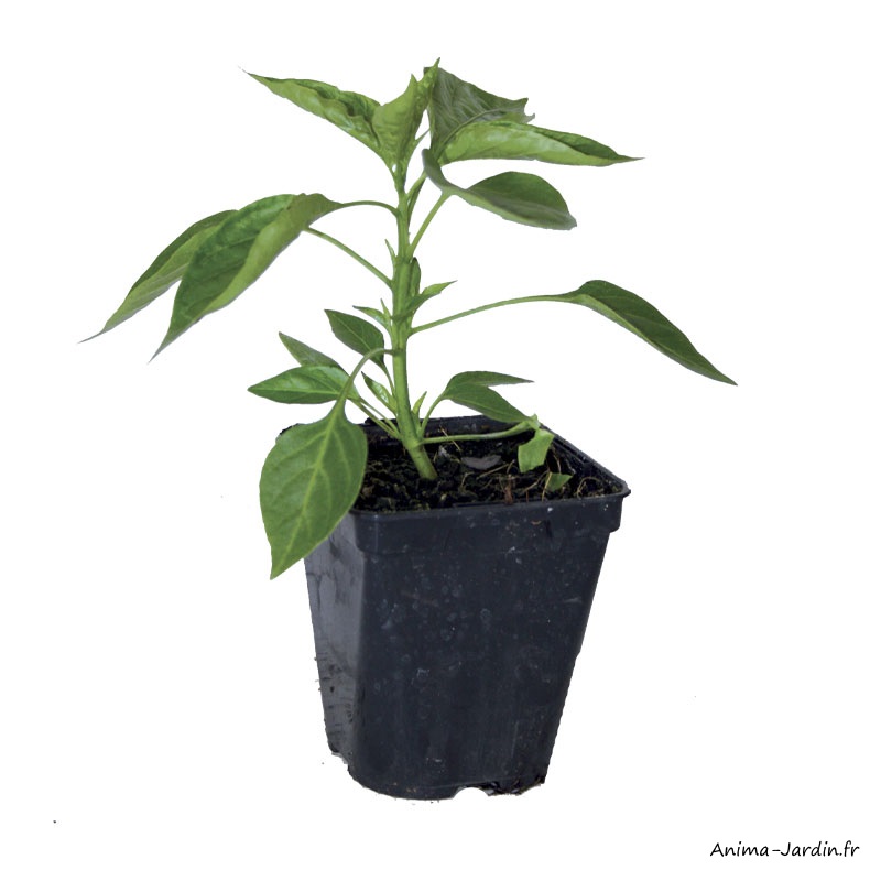 Poivron Favolor F1-plante pptagère-pot de 0,5L-condiment-piment doux-achat-pas cher-Anima-Jardin.fr