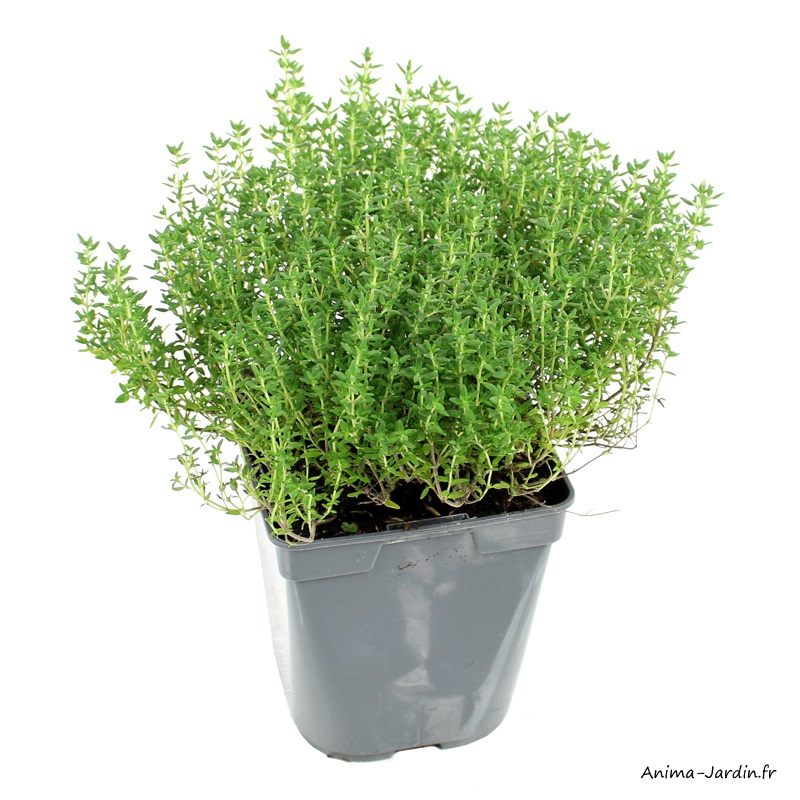 Thym Commun AB-aromatique-plante condimentaire-pot de 1L-achat-Anima-Jardin.fr