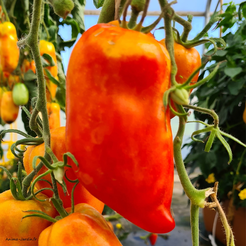 Plant de tomates-Tomate Andine Cornue-tomate allongée-Pot de 0,5 L-poater-culture-achat-pas cher-Anima-Jardin.fr