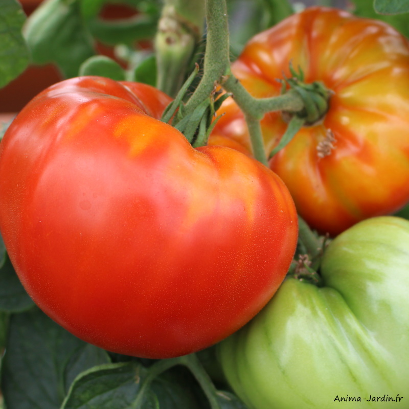 PLant de tomates-tomate côtelée Marmande VR-potager-culture-achat-pas cher-Anima-Jardin.fr