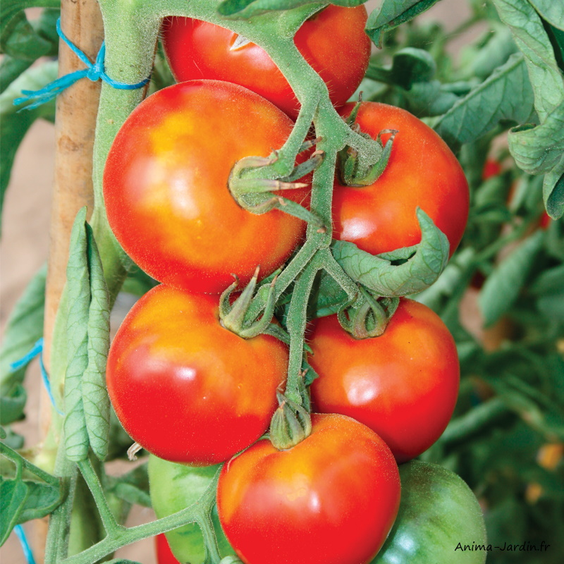Plan de tomates-tomate Montfavet F1-pot de 0,5L-potager-culture-achat-pas cher-Anima-Jardin.fr