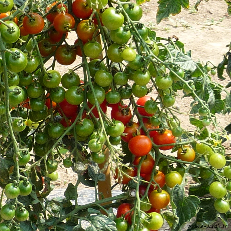 Plant de tomates, tomate cerise Sweet Baby, pot de 0,5L, potager, culture,  achat, pas cher