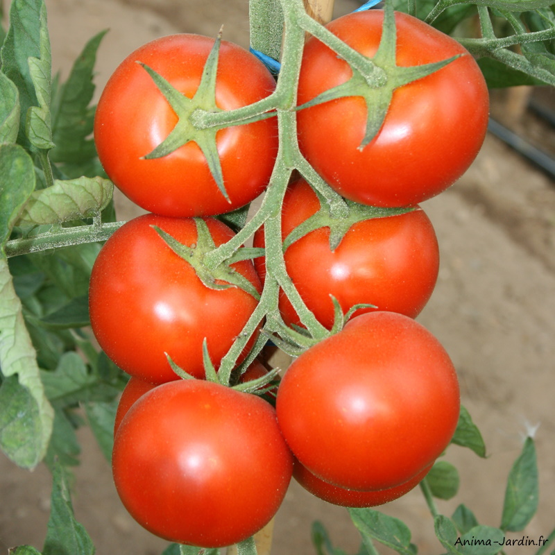 Plan de tomates-tomate ronde en grappe Premio F1-pot de 0,5 L-potager-culture-achat-pas cher-Anima-Jardin.fr