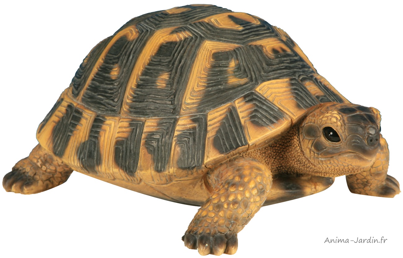 Tortue Hermann, 24 cm en résine, déco de jardin, Riviera, achat