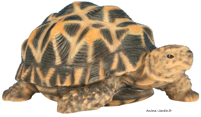 Tortue étoilée en résine, bébé tortue, 14cm, décoration de jardin, animal,  reptile, riviera, achat