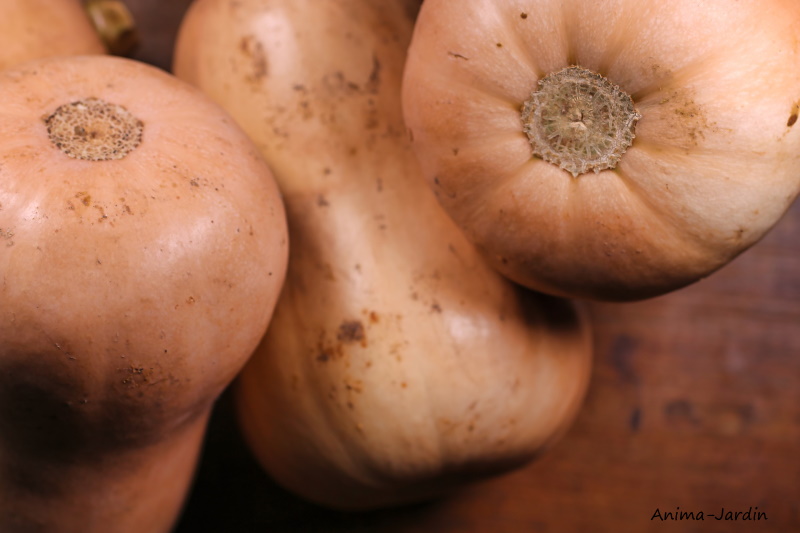 Courge Butternut AB, plants potager, pot de 0.5L, potager, culture, achat, pas cher